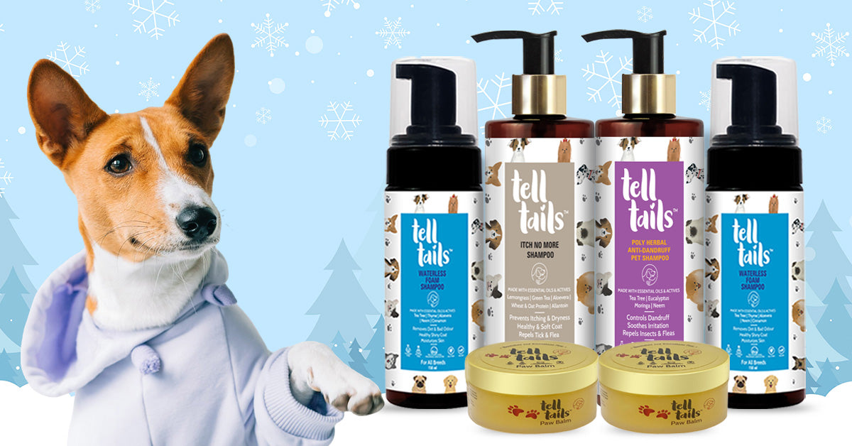 Dog Products You Cannot Miss This Winter – Essential Care for Your Furry Friend