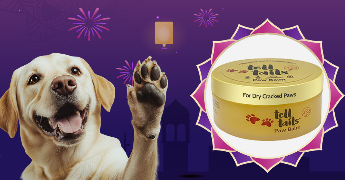 Best Paw Care Regime for Your Furry Friend - Telltails India