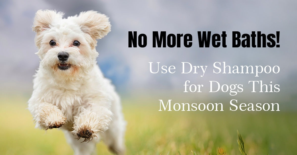 No More Wet Baths! Use Dry Shampoo for Dogs This Monsoon Season