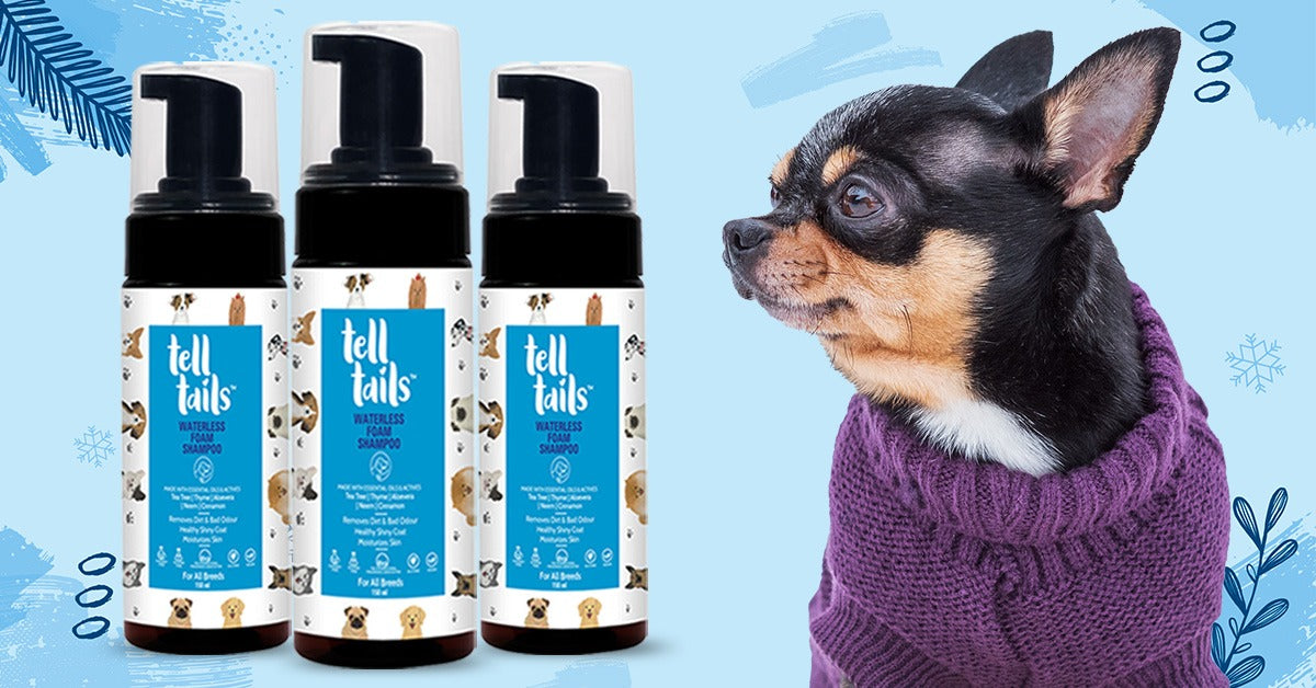 How to Bathe Your Dogs in Winters?