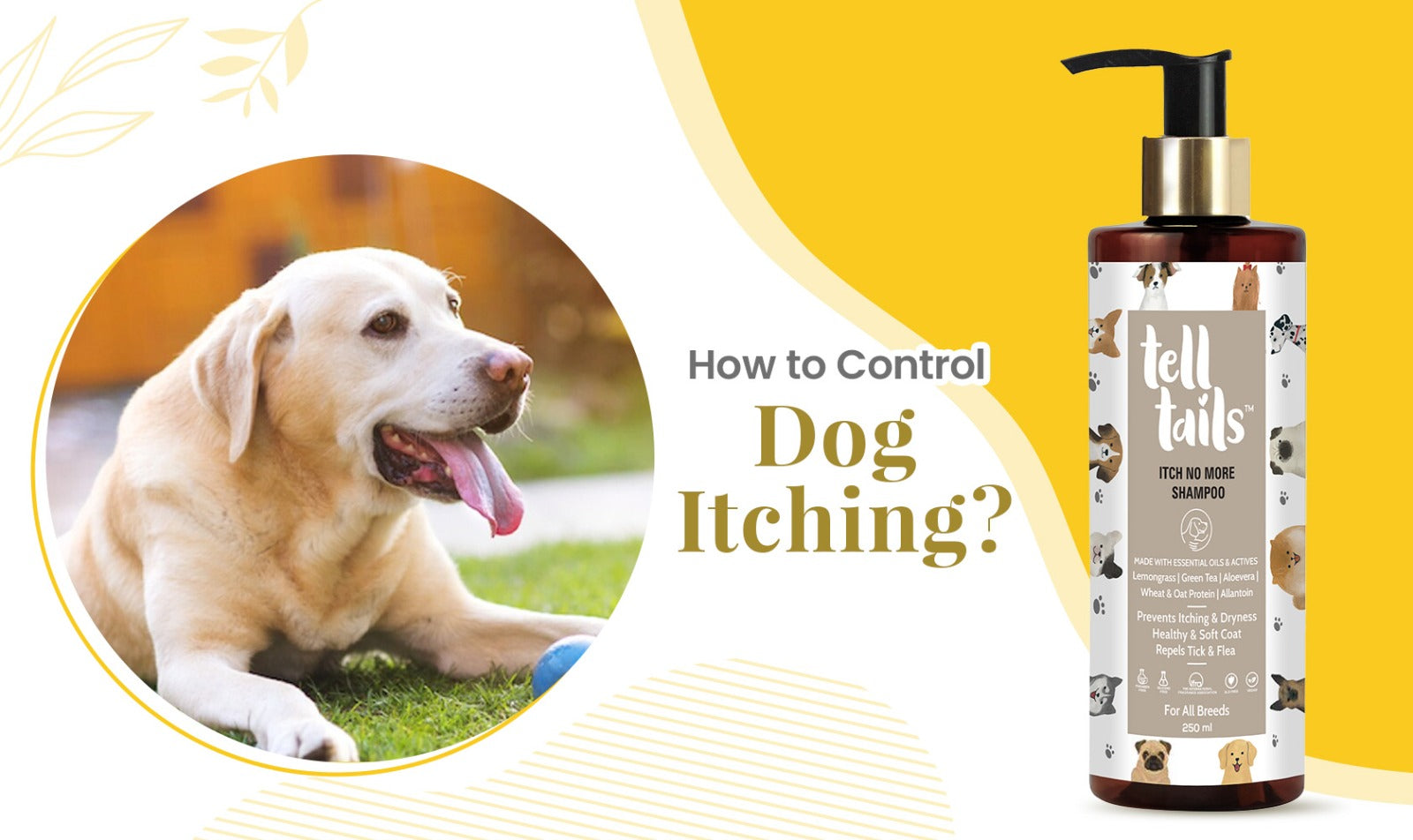 How to control dog itching?