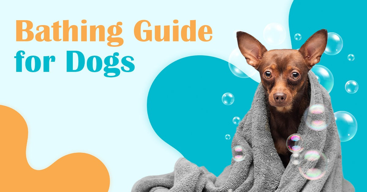 Bathing Guide For Every Dog