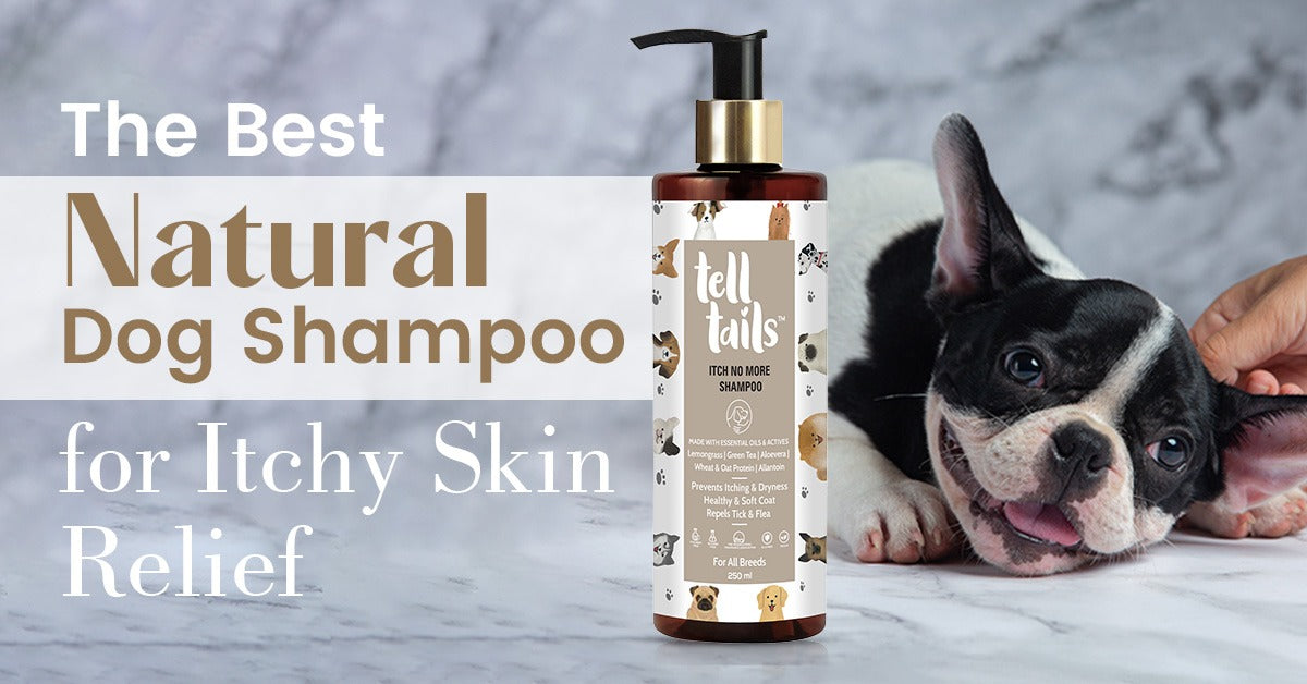 The Best Natural Dog Shampoo for Itchy Skin Relief – Only at Telltails