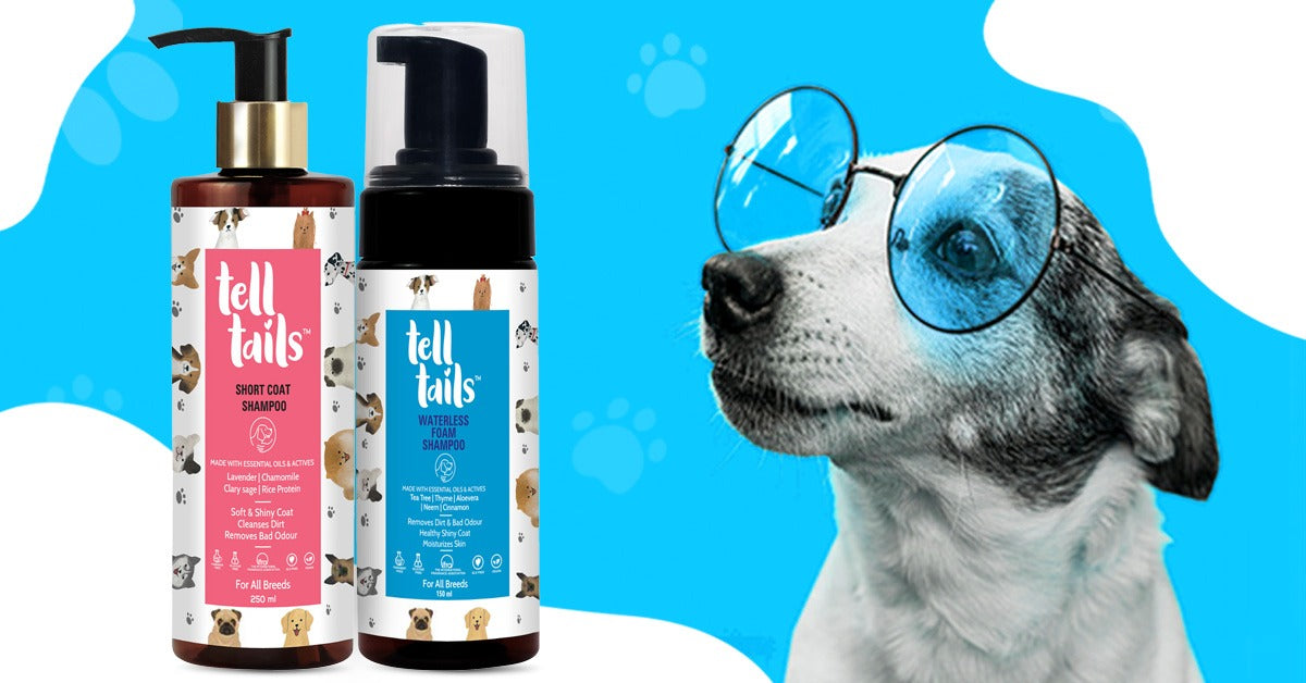 Natural vs. Chemical Shampoos: What’s Best for Your Dog?