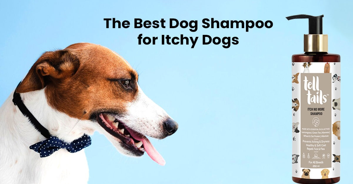 The Best Dog Shampoo for Itchy Dogs—Backed by Nature & Telltails