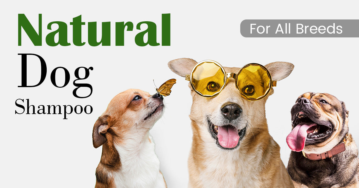 Natural Dog Shampoo for All Breeds: Safe Grooming with Telltails