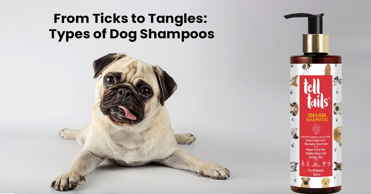 From Ticks to Tangles: Types of Dog Shampoos That Solve Real Problems