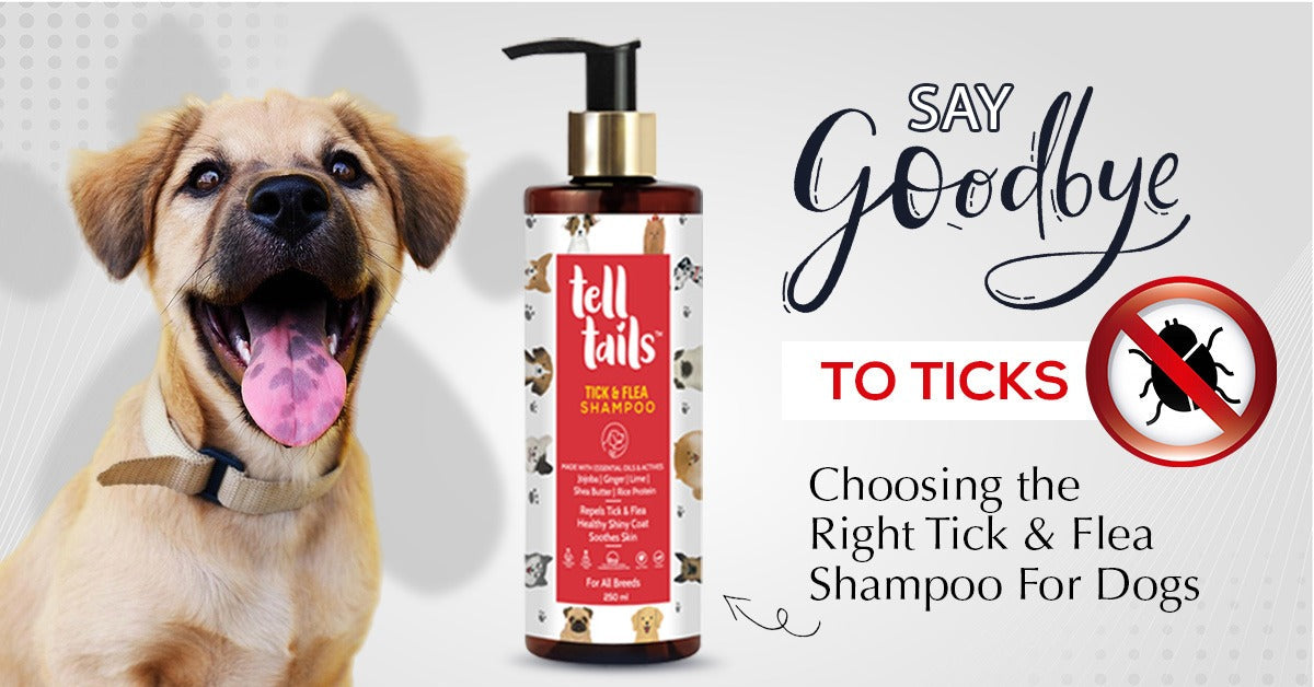 Say Goodbye to Ticks: Choosing the Right Tick & Flea Shampoo For Dogs